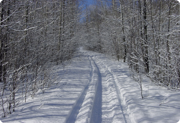 Snowy Trail